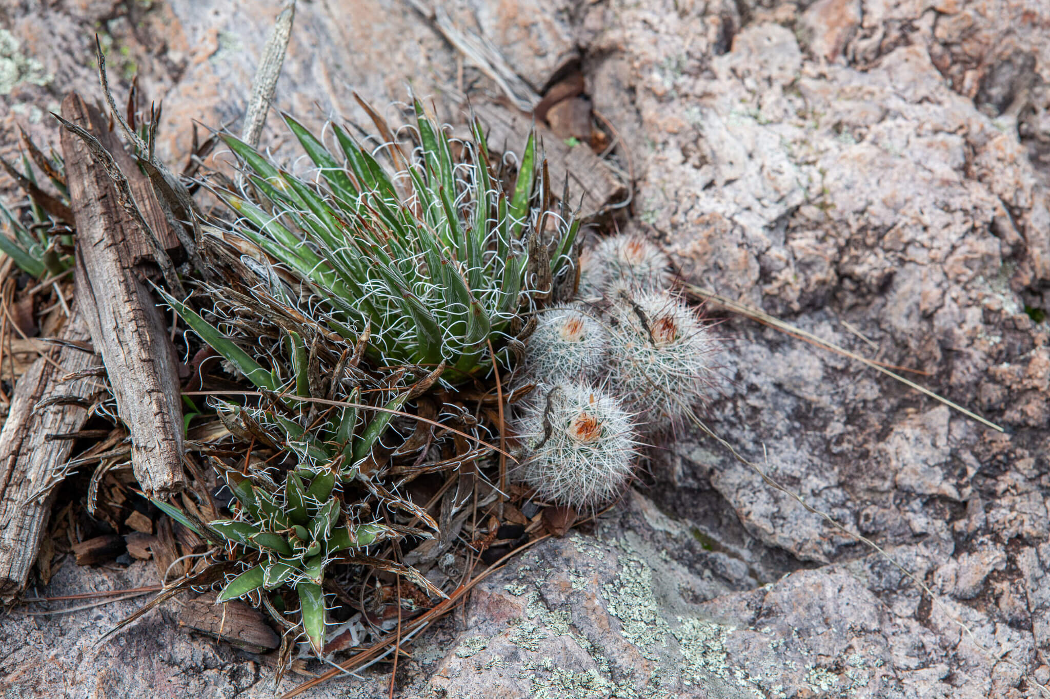 Echinocereus lauii